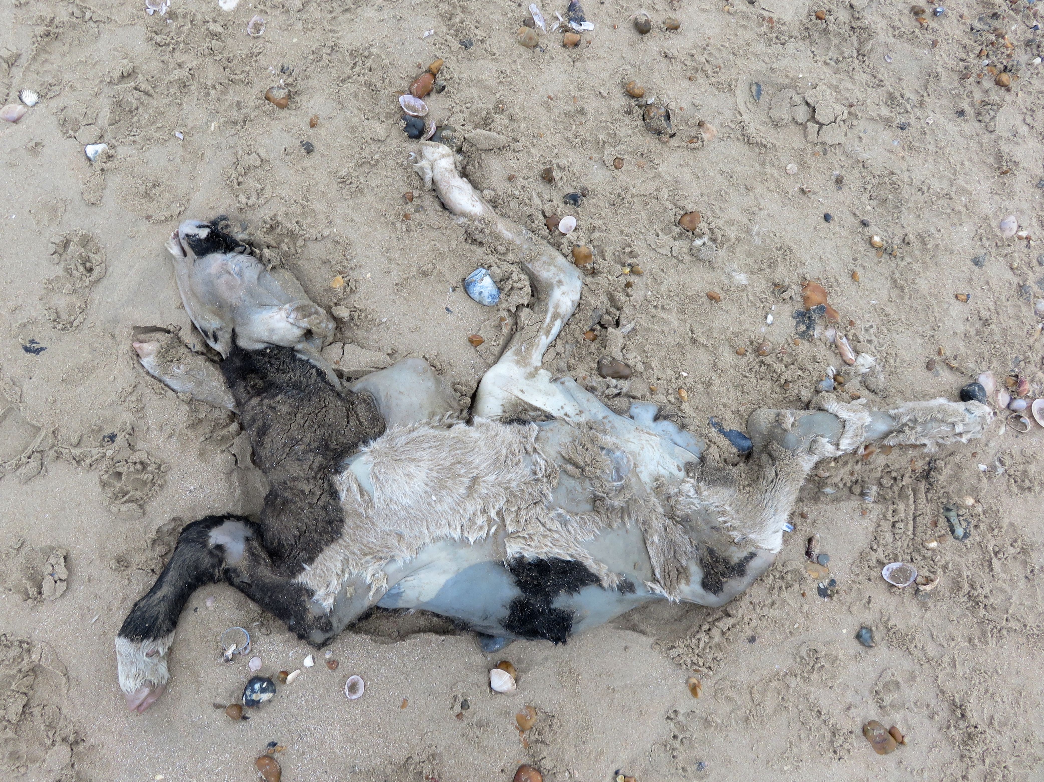 dead calf in sand