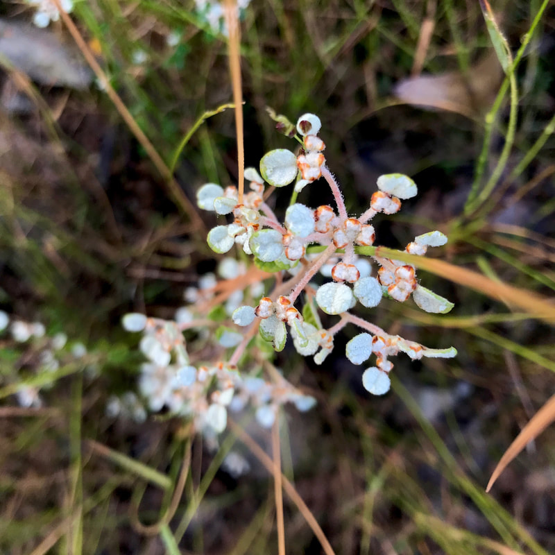 plant with small, circular, almost light blue leaves