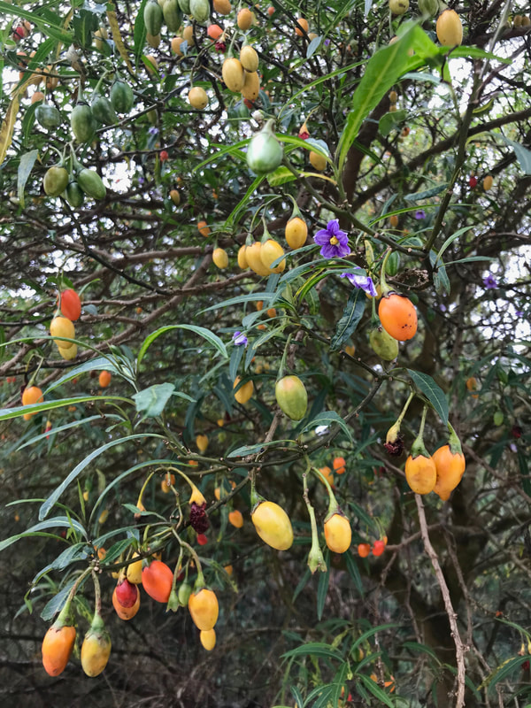 Small fruits ranging from green to yellow to dark orange - and a few small purple flowers - on a tree