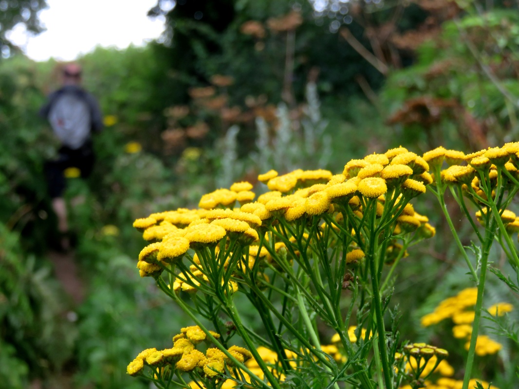 yellow button flowers (tansy)