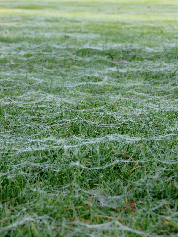 Webs on the grass