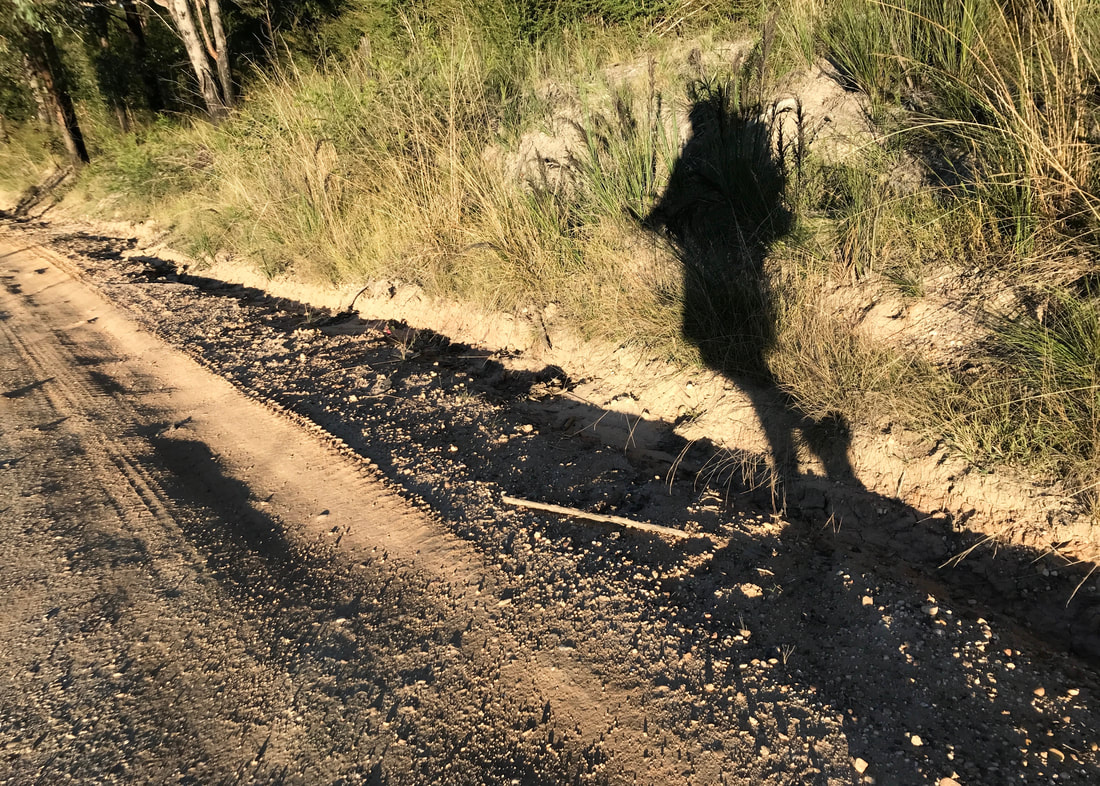 Shadow of the photographer caught mid-stride, walking along a dirt road beside a bank of grasses