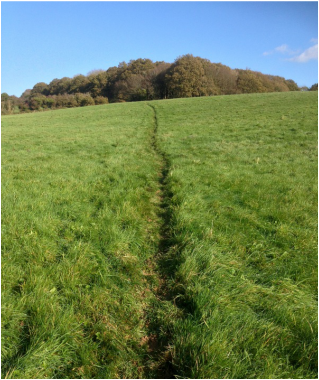 Footpath through field