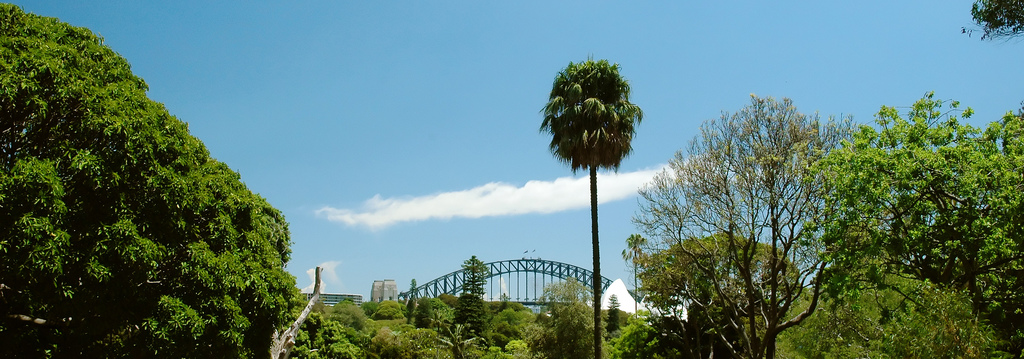 Sydney Harbour Bridge and trees