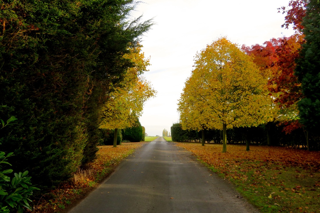 Straight road and glowing autumn trees