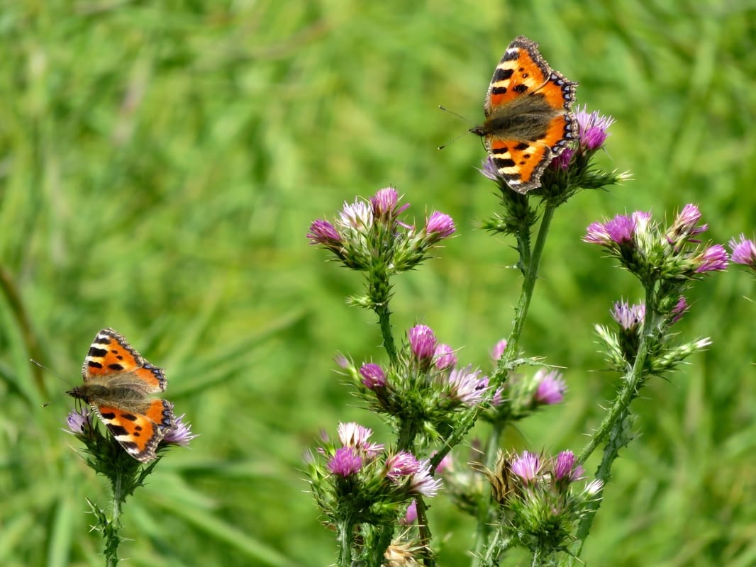 two orange patterned butterflies on pink flowers
