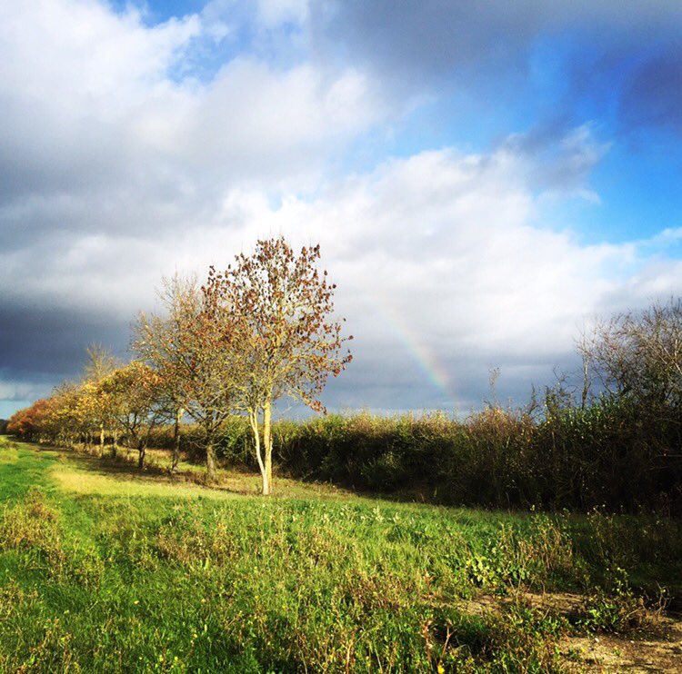 Rainbow over field, trees, hedge