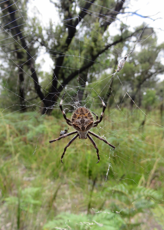 Large, round spider with brown, grey and orange patterns