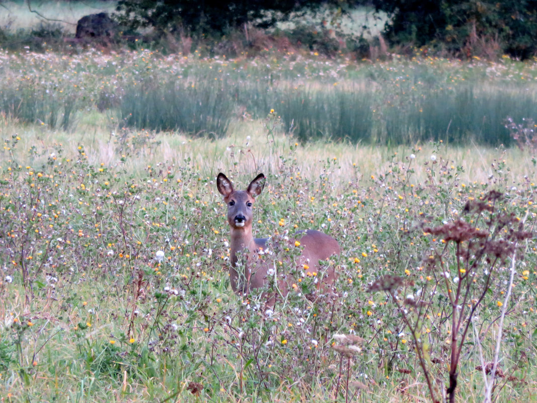 Deer among wildflowers and weeds