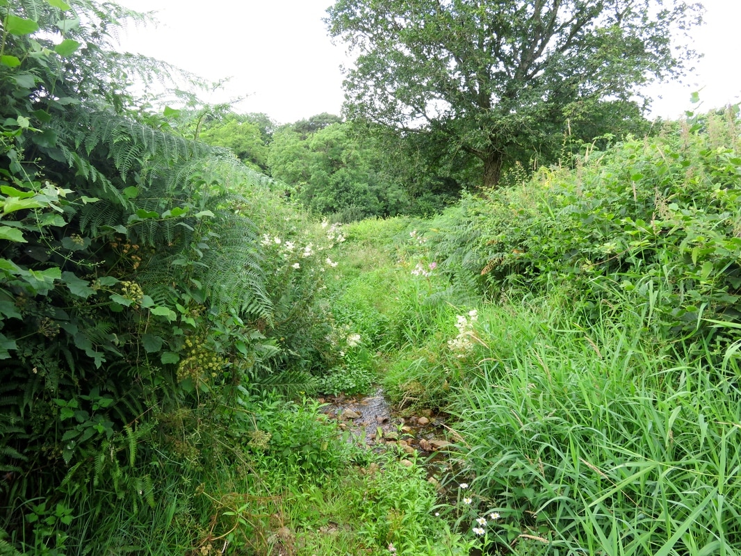 stream or path