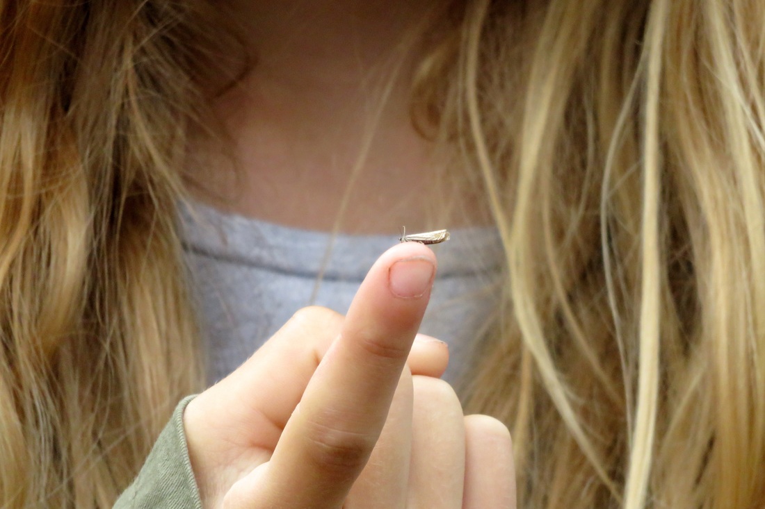 Micro moth on finger