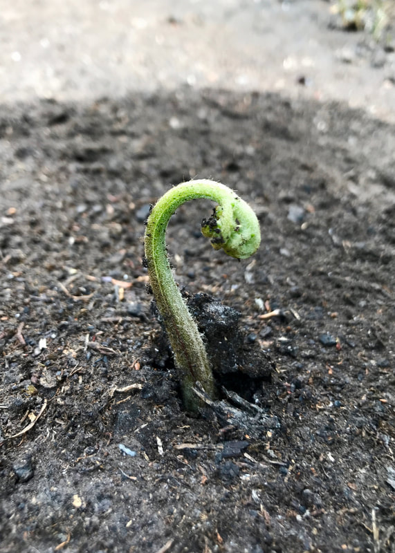 Small green shoot emerging from the ground
