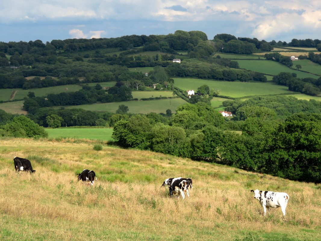 cows and landscape