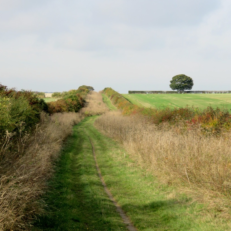 green road between hedges and fields
