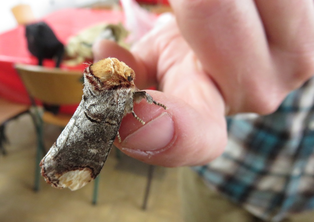 Moth that looks like a twig