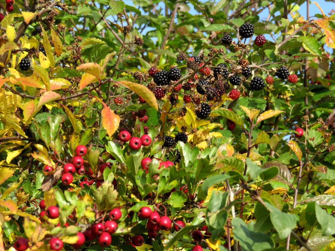 hawthorn and blackberries