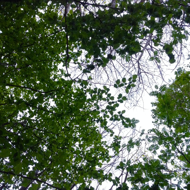 Looking up into the canopy