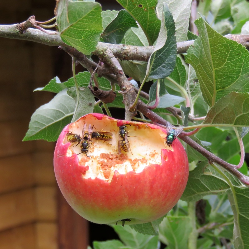 Wasps eating an apple