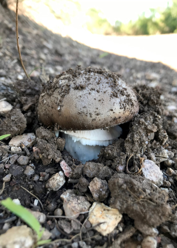 A brown capped mushroom thrusting out of the dirt