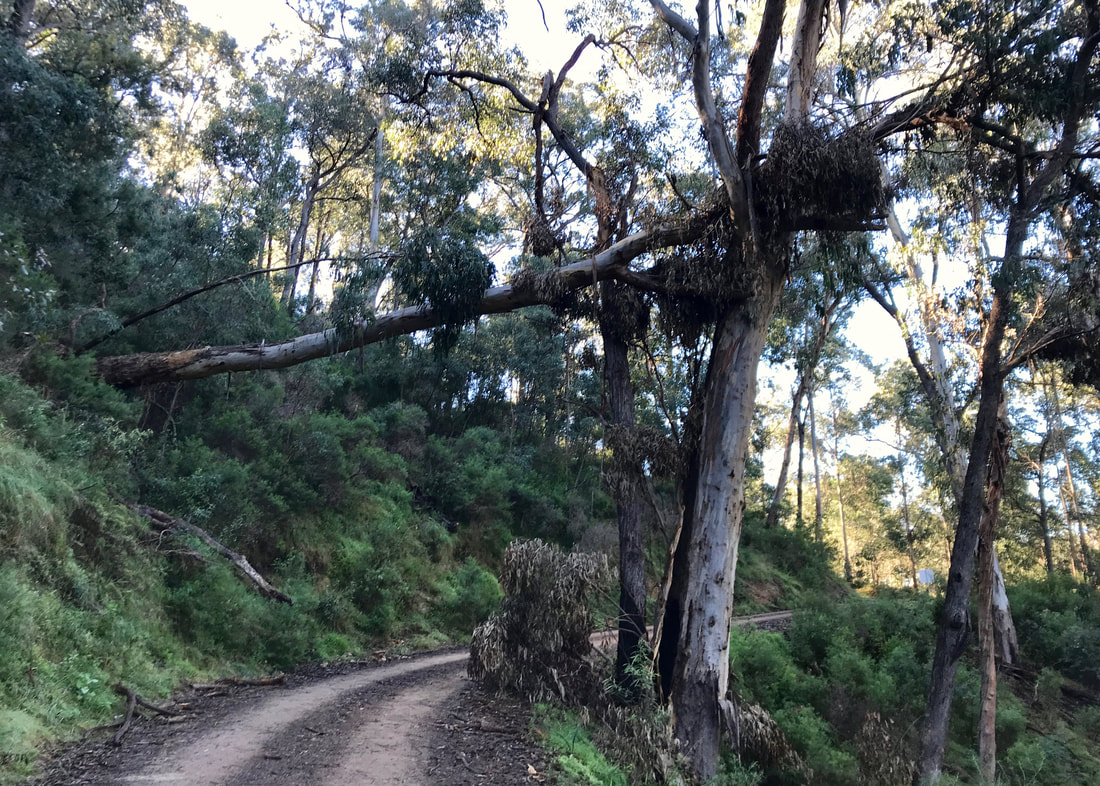A large tree has fallen across a road from the uphill side, but has been caught in the fork of another tree on the downhill side, forming a bridge across the road
