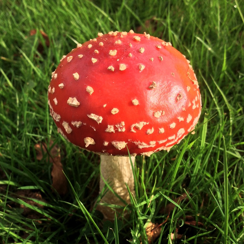 Red toadstool with white spots