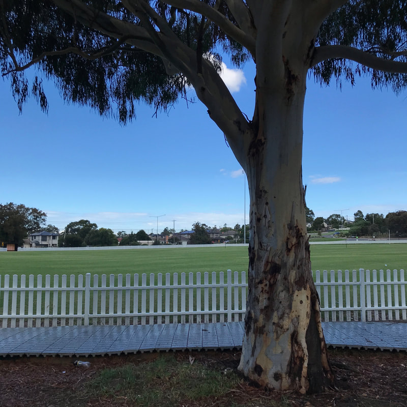 Eucalyptus tree with a white picket fence and green playing field beyond