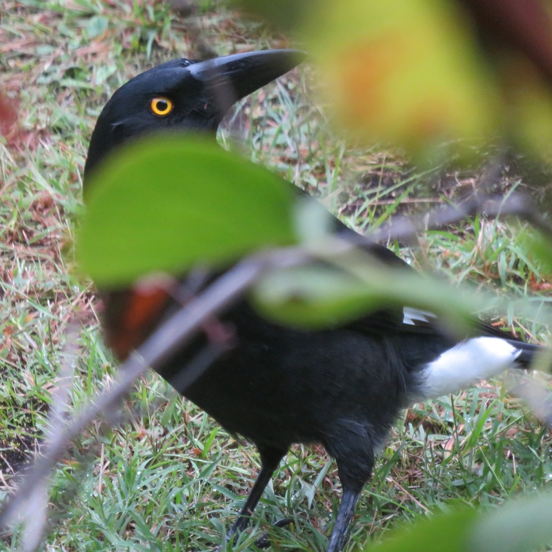 Currawong, black bird with yellow eye
