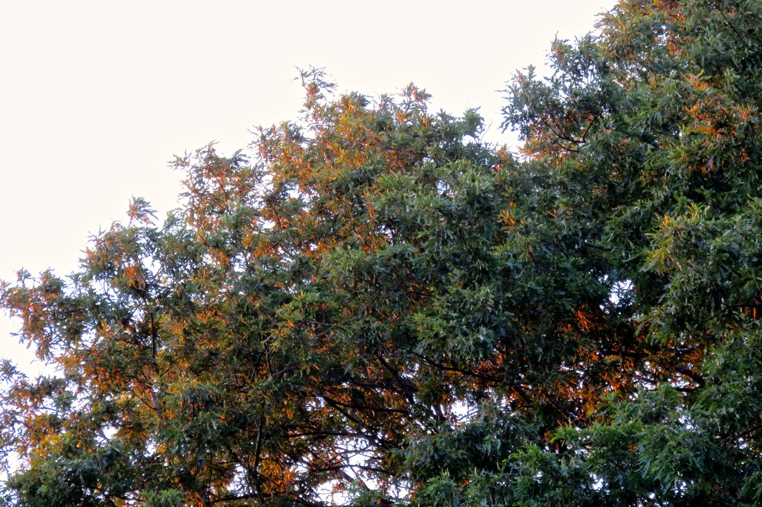 Orange leaves