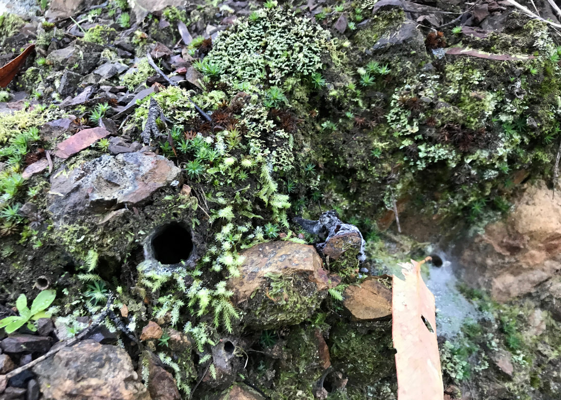 A mall round hole in a rocky bank, surrounded by moss and lichen