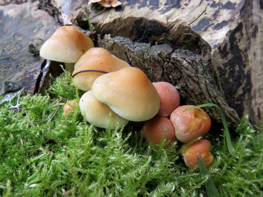 Small, orangeish mushrooms