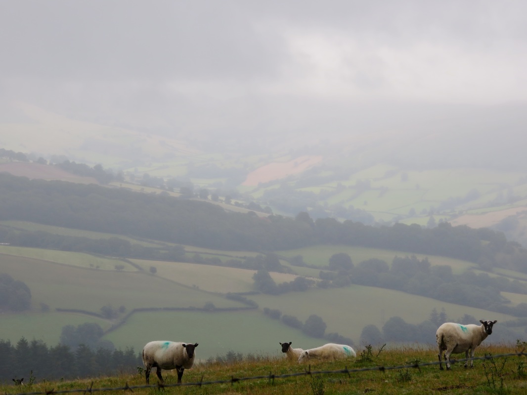 Sheep and cloudy view