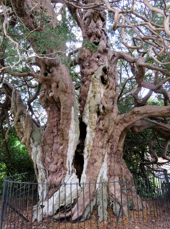 Trunk of huge yew tree