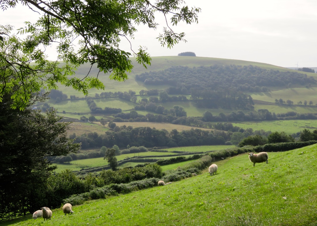 Hills, grass, sheep