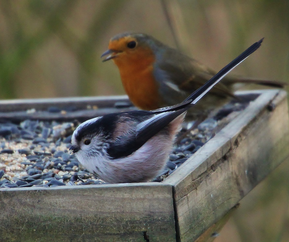 Long-tailed tit and robin