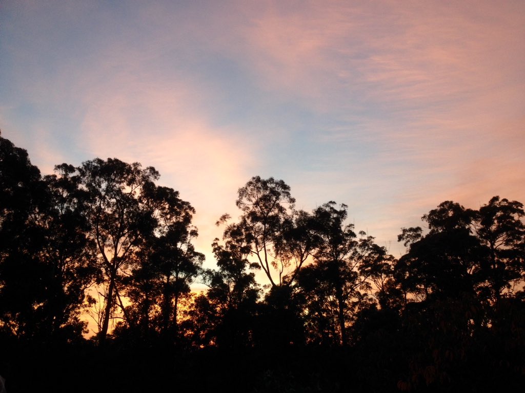 sunrise sky and silhouetted trees