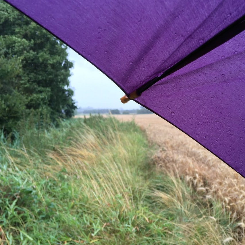 Wheat field from under purple umbrella