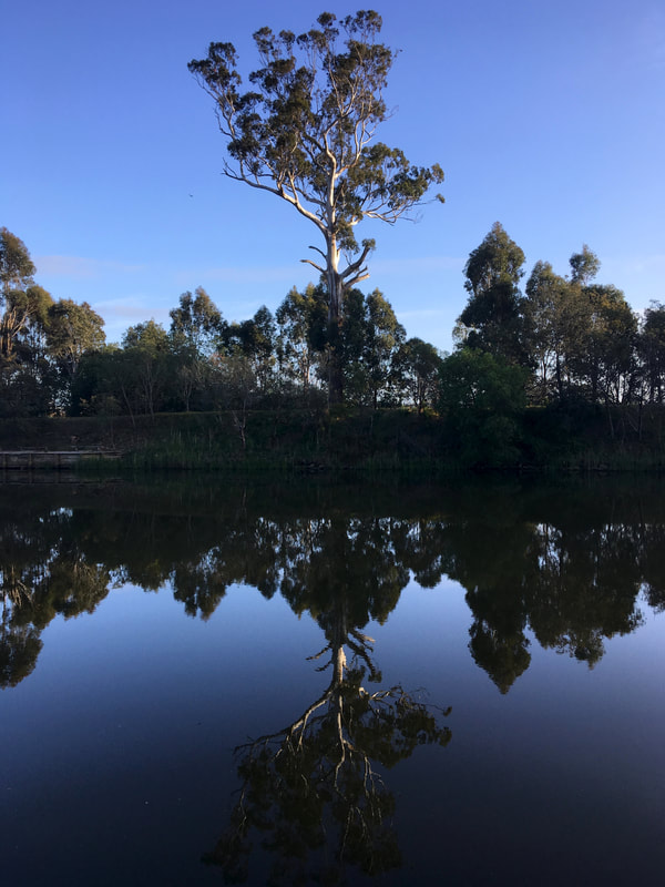 Tall tree and blue sky reflected in water