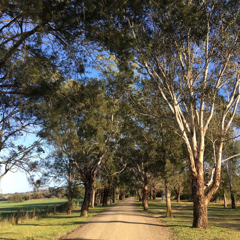 Gravel road between eucalyptus trees