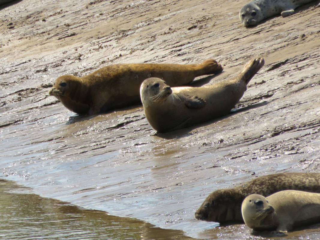 Adult and juvenile seals on a sandy/muddy bank