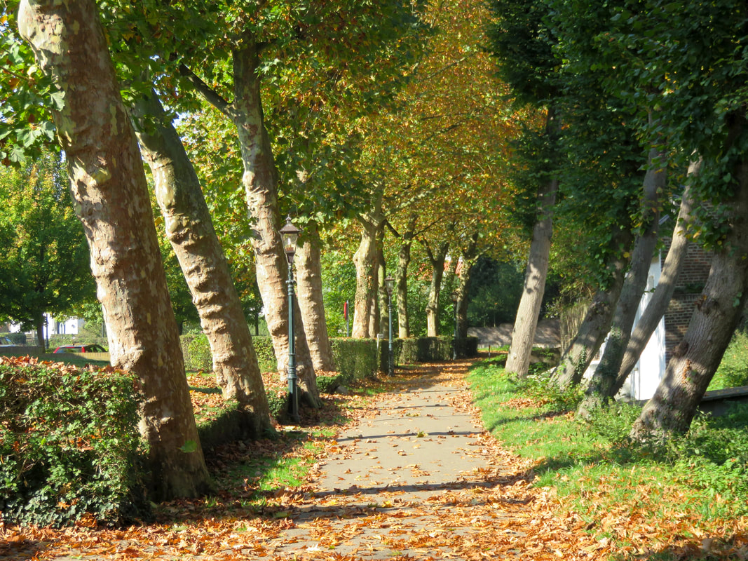 path lined with autumnal trees