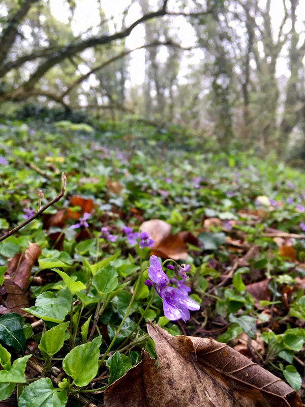 Close up of violets in a wood