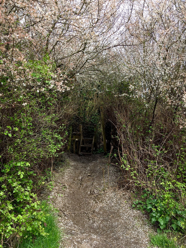 Footpath through tree-tunnel with blossoms on trees and ground