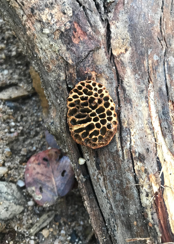 tiny honeycomb in an oval shape on a fallen branch