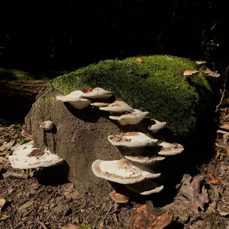 many bracket fungi on a log