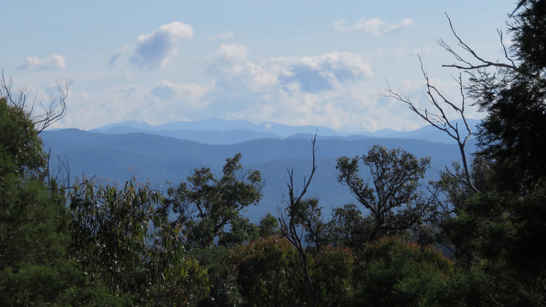Landscape of distant blue hills framed by foreground vegetation