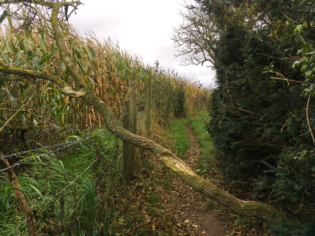 Small fallen tree across a path bordered by maize and hedge