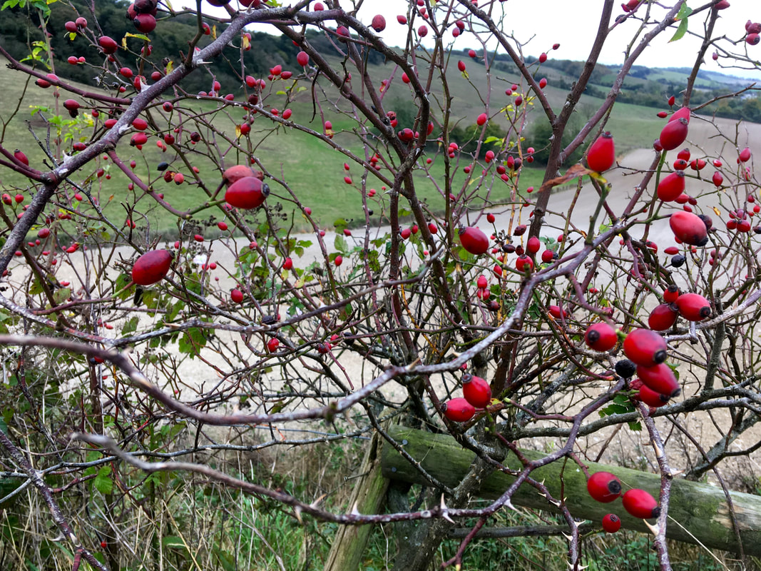 Rosehips and hills beyond