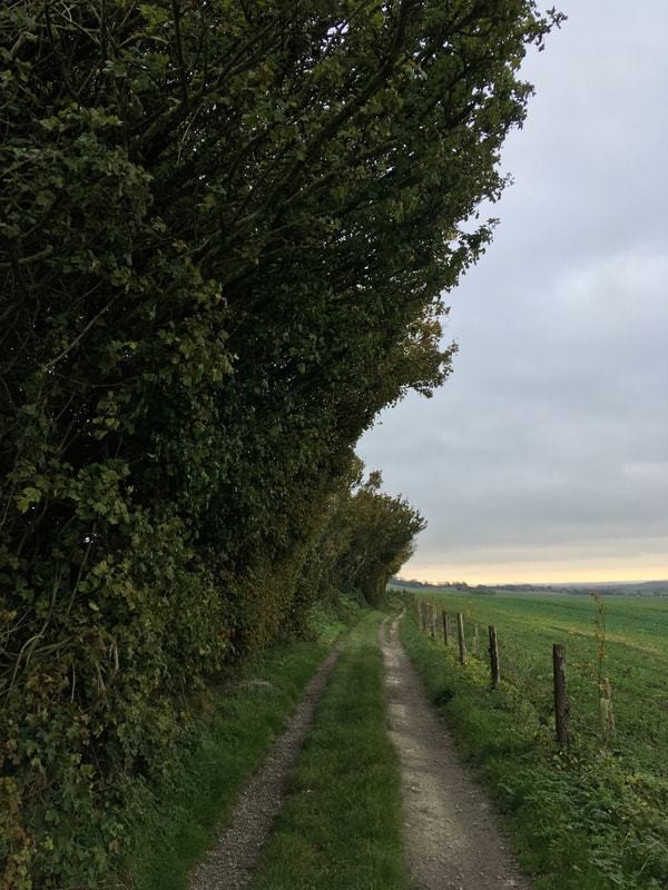 path, trees, fields