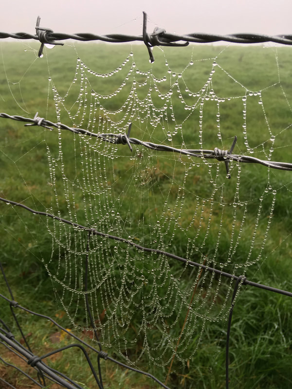 Spiderweb covered in water droplets