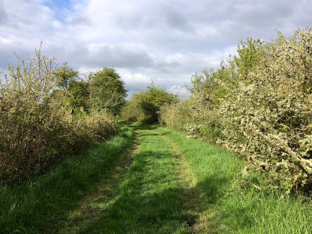 green lane and hedgerows